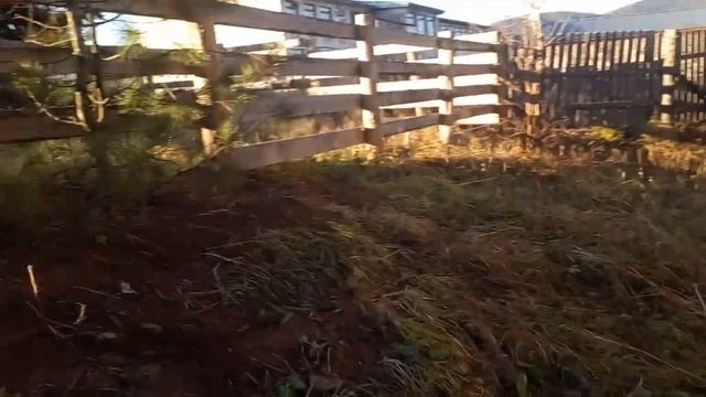 кедр пересажен смотреть онлайн