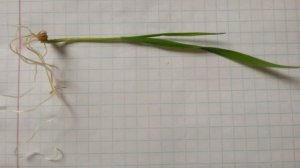 Опыт по биологии Прорастание семян