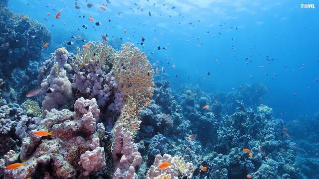 The Ocean 4K - Scenic Wildlife Film With Calming Music - 4K Video HD