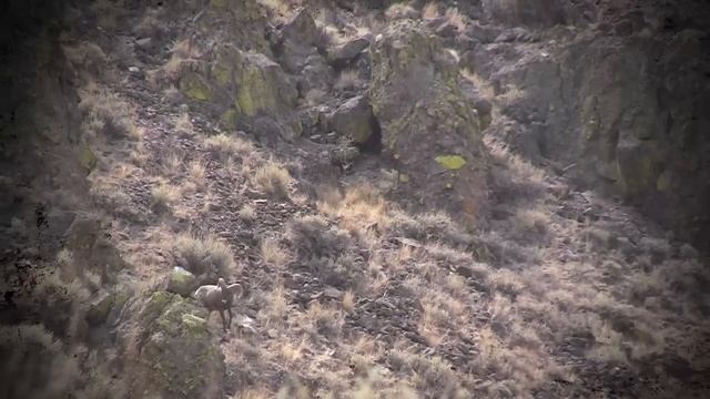 S:5 E:4 Bighorn Sheep Hunt In Nevada 16 Year Quest With Remi Warren  Of SOLO HNTR