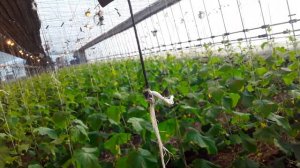 Огурец Мамлюк. 40дней от всходов. Работаем Био препаратом