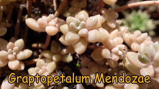 🎍 30 Suculentas Rosas y sus nombres 🎍 смотреть онлайн