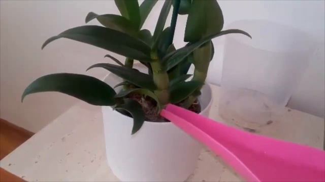 Dendrobium Polar Fire! смотреть онлайн