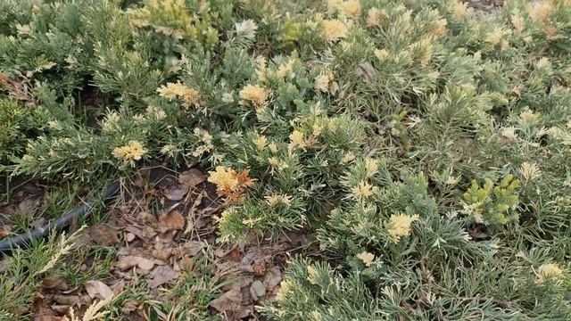 Старт садового сезона 2023г. Первая обработка хвойников. смотреть онлайн