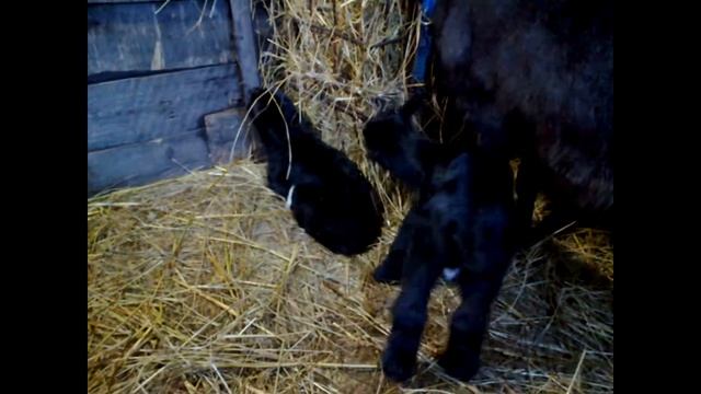 ..рогатый или нет ....????