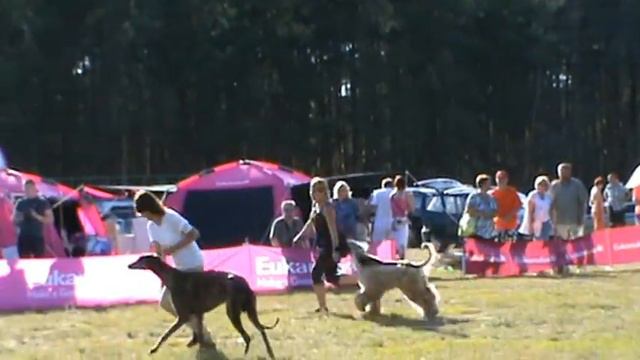 7.07.2012. Владимир. CACIB. смотреть онлайн