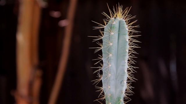 Pilocereus Azureus "Blue Boy" смотреть онлайн