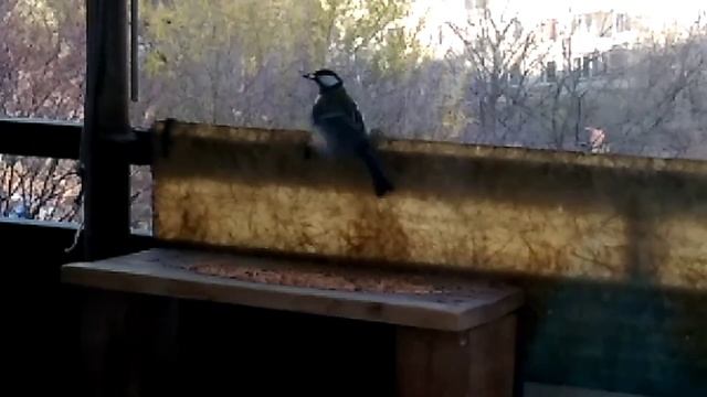 Пшенка с Синичками смотреть онлайн