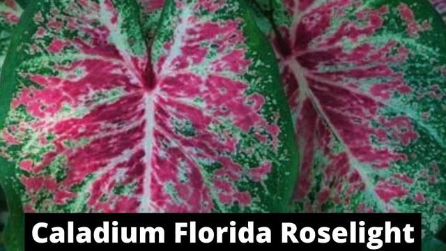Top 40 Rare Varieties of Caladium Plant With names / Gabi - Gabi Plant / Colorful foilage plants смотреть онлайн