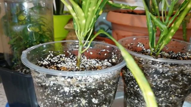 Кротон. Посадка черенков кротона.