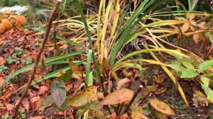 Обрезка гортензий осенью. Cotton Cream, L Summer Love, Pastel Green