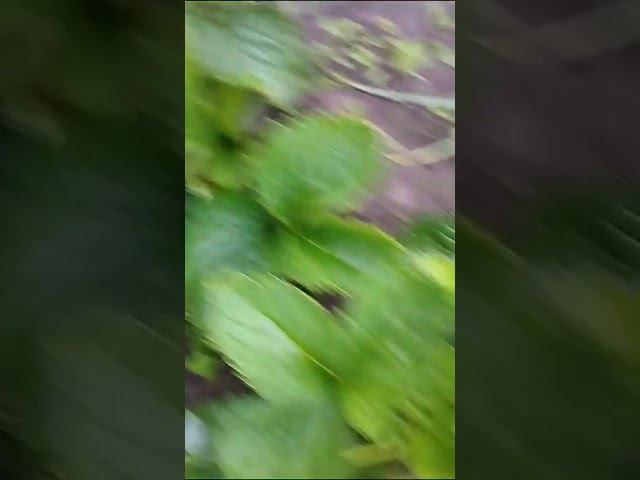 Видео письмо из Москвы. Москва привет. Процветания!!!! смотреть онлайн