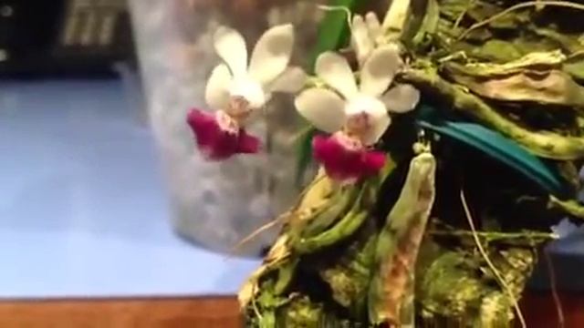 Phalaenopsis Parishii Wiggle