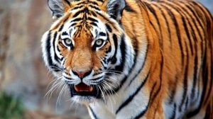 Дикая природа (4K UHD) 24/7 — расслабляющая музыка с прекрасными видео природы и животных. видео 4K 