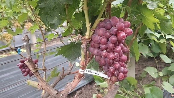 Виноград Семушка и Кузьмич (Калугин В. М.) прививка 2024г.виноградник Король В. Н. г.Краснодар