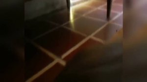 Феи, снятые на камеру!