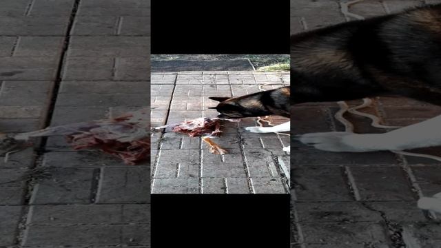 Американская акита