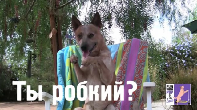 Застенчивый пёсик смотреть онлайн