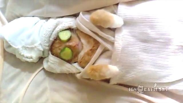 Cucumber Face Mask / Огуречная маска смотреть онлайн