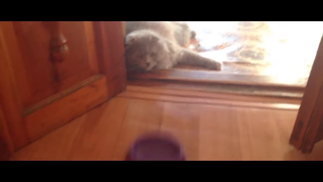 Пародия на #Selfie (#ПокормитьЗабылКота)