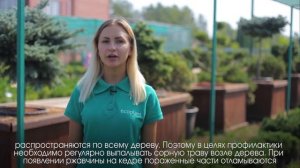 Как вырастить КЕДР СИБИРСКИЙ?Часть 1 | Питомник хвойных растений