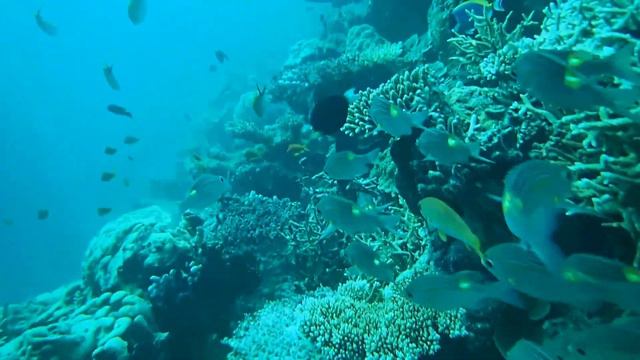 House Reef Dive at 10m, Jumeirah Vittaveli, Maldives.MOV смотреть онлайн