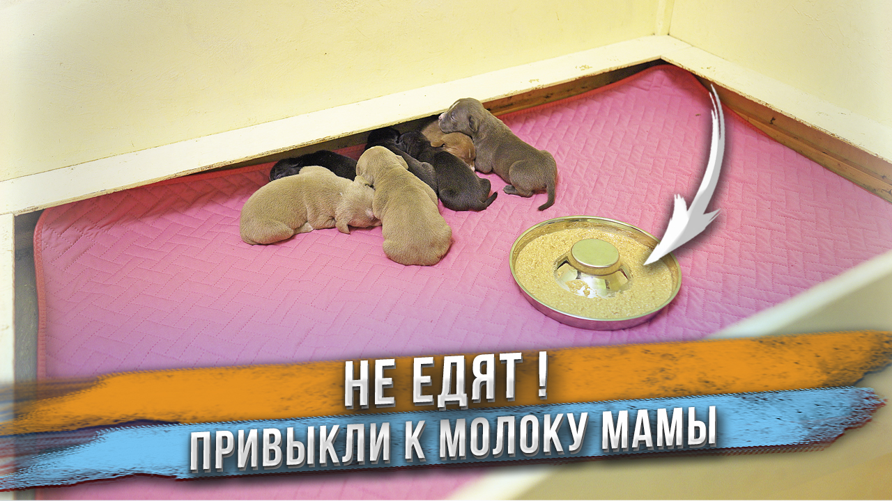 Щенки не хотят есть! А надо! Как уговорить щенков первый раз в жизни поесть корм? смотреть онлайн