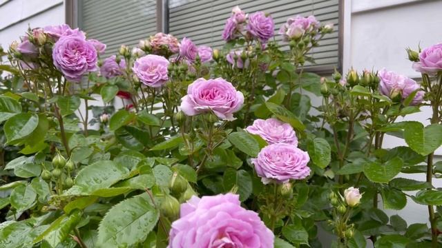 Arctic Blue rose - June 2022 смотреть онлайн