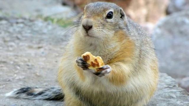 MIX суслики в природе смотреть онлайн