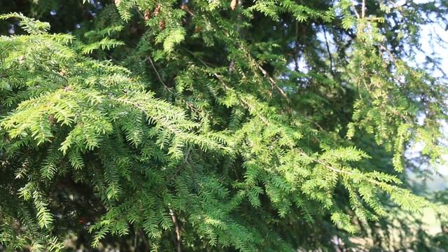 Eastern hemlock (Tsuga canadensis) - Plant Identification смотреть онлайн