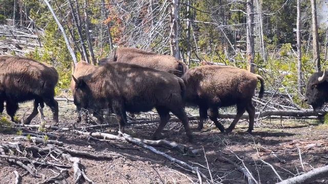 Bisons | Yellowstone NP