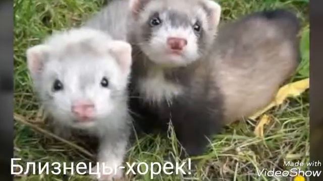 Какой ты питомец по знаку зодиака?♡(1 часть) смотреть онлайн