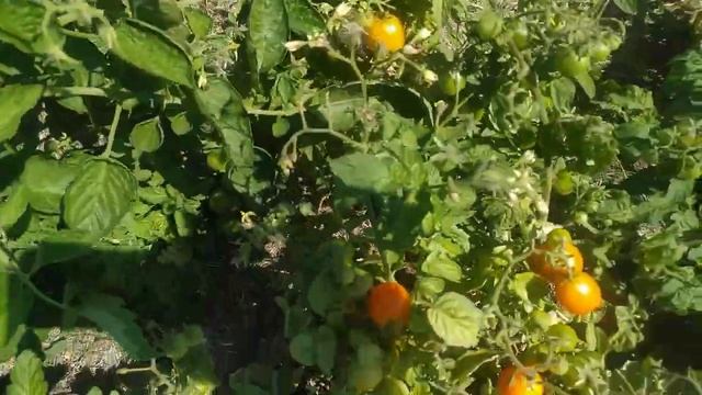 Выходной на даче. Всё как есть, без дублей и монтажа. смотреть онлайн