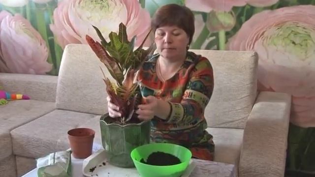 Пересадка "Кротона". смотреть онлайн