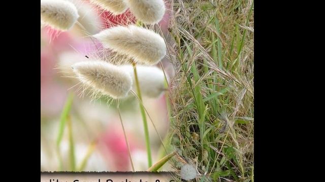 ЛАГУРУС, или ЗАЙЦЕХВОСТ (LAGURUS) сем. Злаки смотреть онлайн