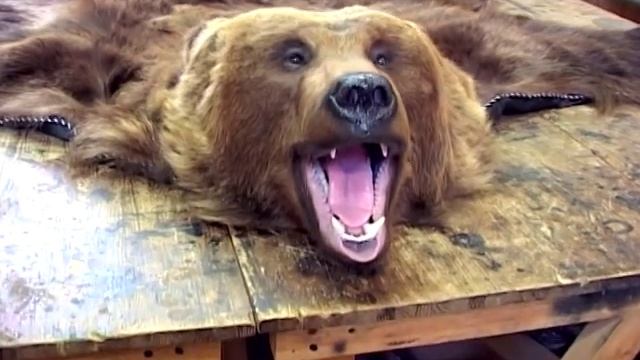 Студия Трофей. Изготовление чучел. смотреть онлайн