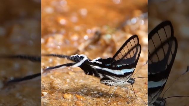 Float Like a Dragontail Butterfly... смотреть онлайн