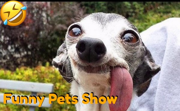 Самое смешное видео про домашних животных_Funny Pets