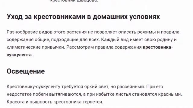 Крестовник.  Цветы для дома и сада.