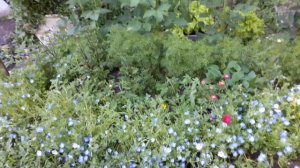 НЕМОФИЛА - голубой бордюр из неприхотливой немофилы.