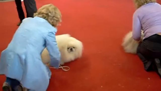 BRATISLAVA 2009 PEKINGESE смотреть онлайн