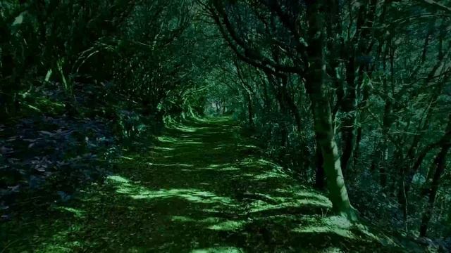 .Медитативная музыка с пением лесных птиц. смотреть онлайн