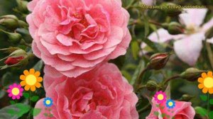 Роза плетистая Камелот. Краткий обзор, описание характеристик, где купить саженцы Camelot