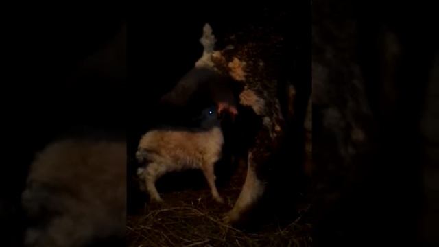 Кормим козленка коровьим молоком! смотреть онлайн