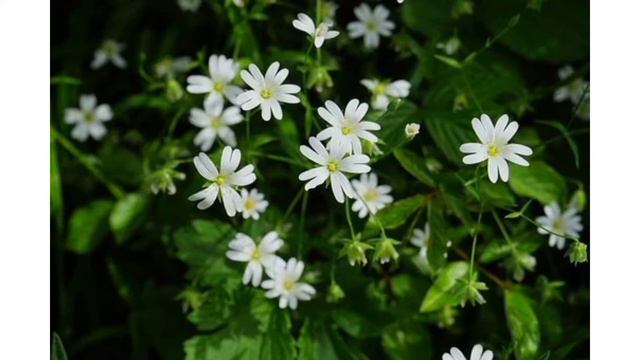 5 Rabbit Safe Weeds with scientific and African Luganda names смотреть онлайн