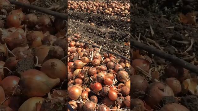 Лук эталон смотреть онлайн