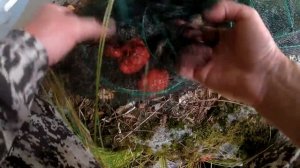 ЛОВЛЯ РАКОВ НА КИТАЙСКИЕ РАКОЛОВКИ. ГДЕ И НА ЧТО ЛОВИТЬ РАКОВ ЛЕТОМ. ЛУЧШАЯ ПРИМАНКА!