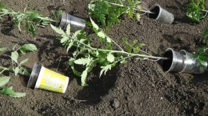 ЧТО КЛАСТЬ В ЛУНКУ  ПРИ ВЫСАДКЕ ТОМАТОВ . КОГДА  ВЫСАЖИВАТЬ ТОМАТЫ В ОТКРЫТЫЙ  ГРУНТ В СИБИРИ.