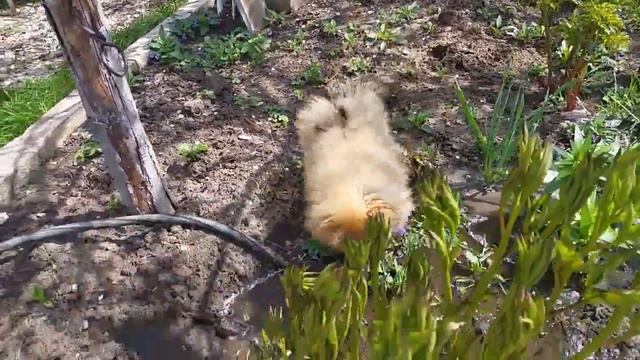 Померанский шпиц смотреть онлайн