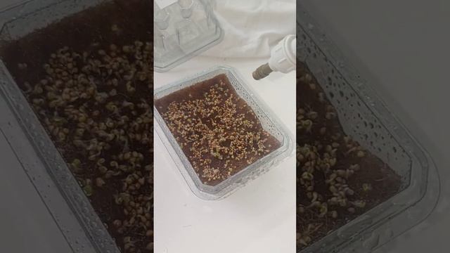 Микрозелень. 3й день.